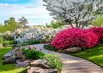 Lawn Design
